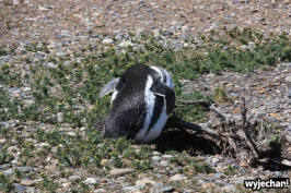 05 Cabo Virgenes - pingwiny