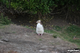 07 Pingwiny - Katiki Point