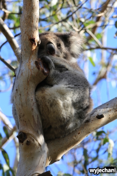 09 zwierz - GOR - koala