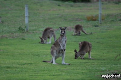 10 zwierz - GOR - kangur