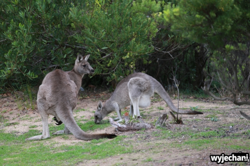 12 zwierz - GOR - kangur