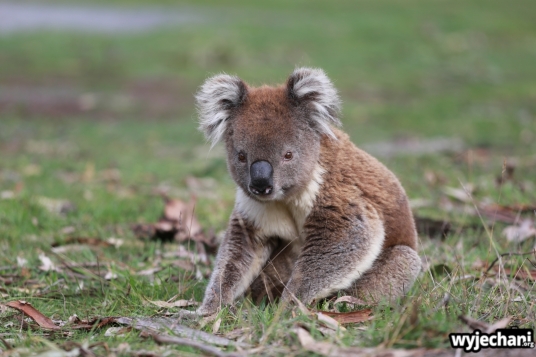 13 zwierz - Annya Camp - koala