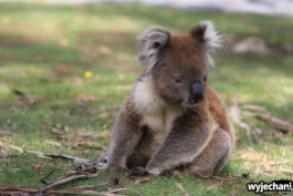 14 zwierz - Annya Camp - koala
