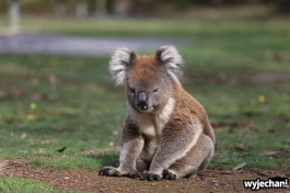 15 zwierz - Annya Camp - koala