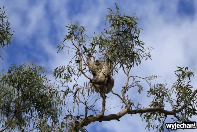 16 zwierz - Annya Camp - koala