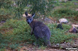 19 zwierz - Mount Remarkable NP - wallaby