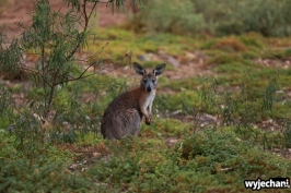 20 zwierz - Mount Remarkable NP - wallaby