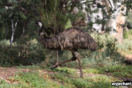 22 zwierz - Mount Remarkable NP - emu