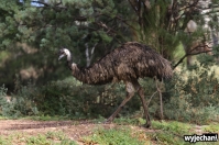23 zwierz - Mount Remarkable NP - emu