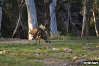 25 zwierz - Mount Remarkable NP - emu