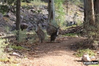 26 zwierz - Mount Remarkable NP - kangur