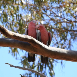 19-zwierz-papuga-coalseam-conservation-park