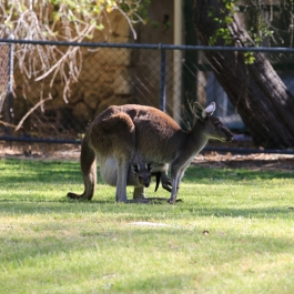 31-zwierz-kangur-pn-yanchep